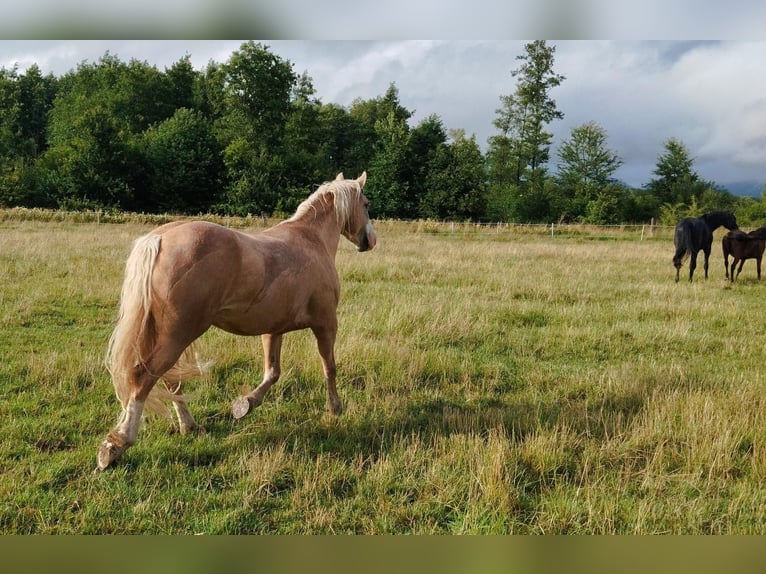 Welsh D (Cob) Gelding 4 years 14,1 hh Palomino in Herzberg am Harz