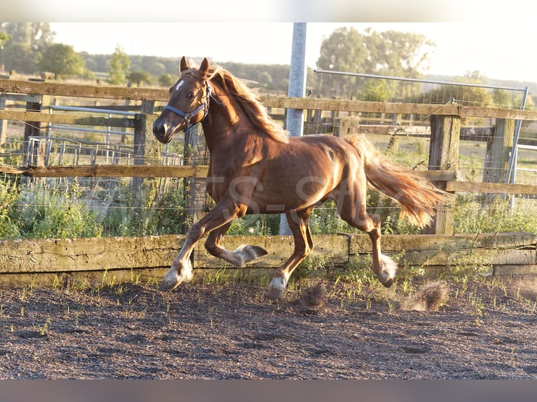 Welsh D (Cob) Gelding 4 years 14,2 hh Chestnut-Red in Meerbusch