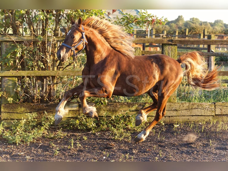 Welsh D (Cob) Gelding 4 years 14,2 hh Chestnut-Red in Meerbusch