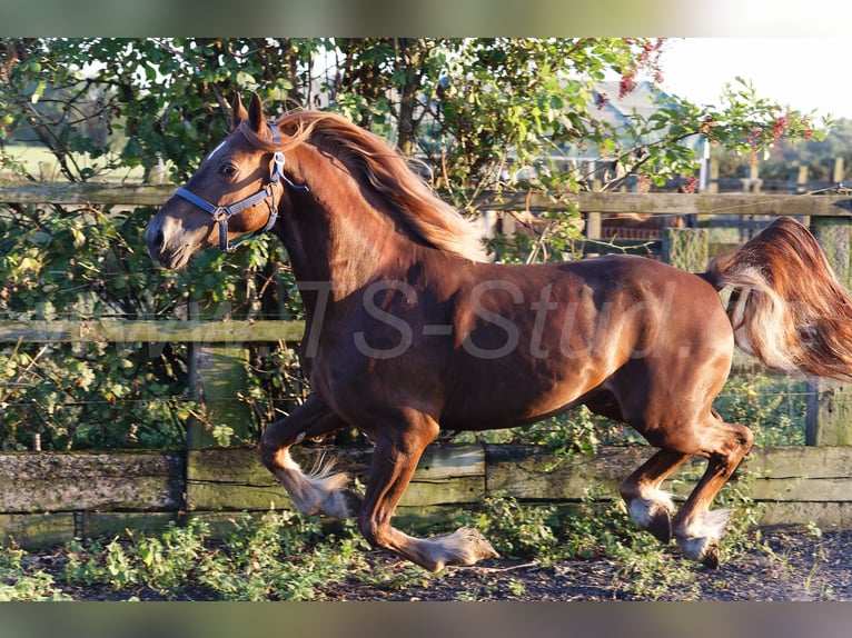 Welsh D (Cob) Gelding 4 years 14,2 hh Chestnut-Red in Meerbusch