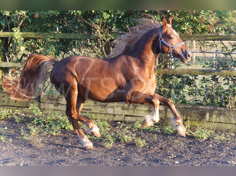 Welsh D (Cob) Gelding 4 years 14,2 hh Chestnut-Red in Meerbusch