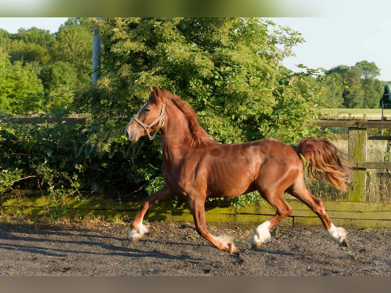 Welsh D (Cob) Gelding 4 years 15,1 hh Chestnut-Red in Meerbusch