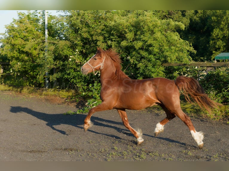 Welsh D (Cob) Gelding 4 years 15,1 hh Chestnut-Red in Meerbusch