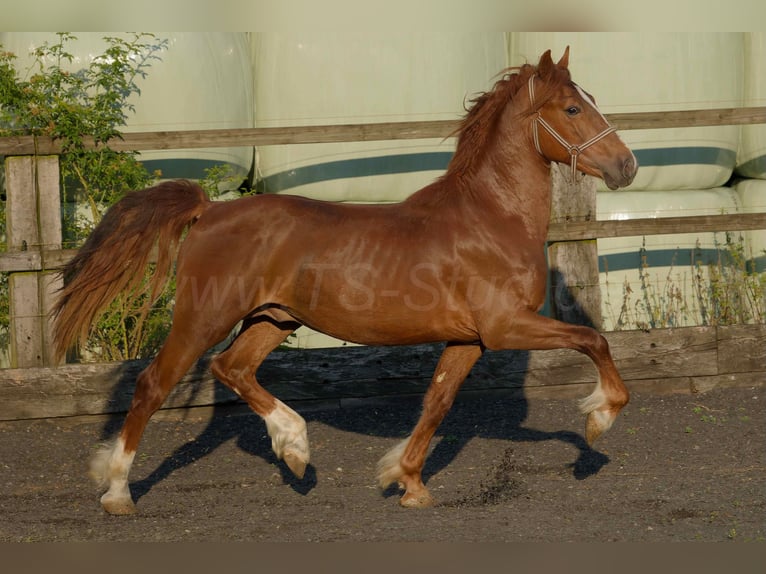 Welsh D (Cob) Gelding 4 years 15,1 hh Chestnut-Red in Meerbusch