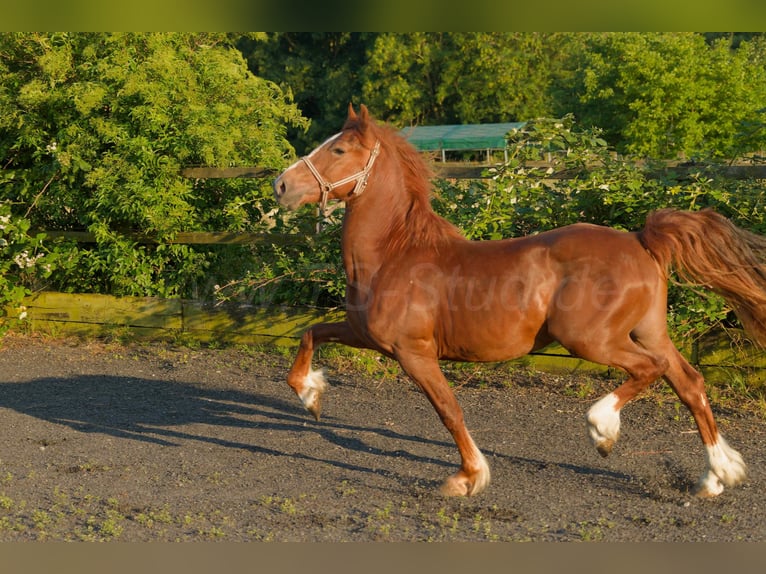 Welsh D (Cob) Gelding 4 years 15,1 hh Chestnut-Red in Meerbusch
