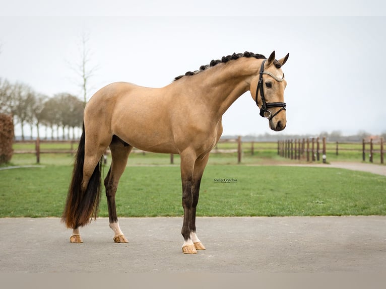 Welsh D (Cob) Gelding 5 years 14.1 hh Buckskin in Oost West en Middelbeers