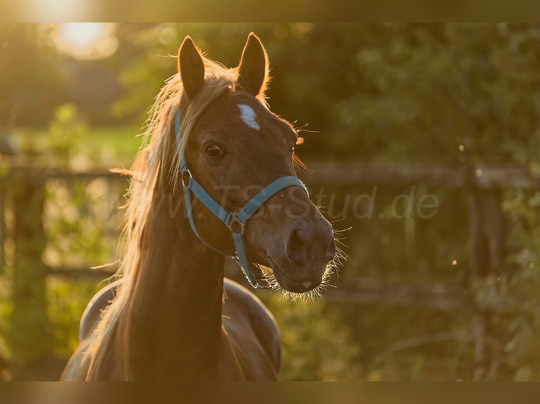 Welsh D (Cob) Gelding 5 years 14.2 hh Chestnut-Red in Meerbusch
