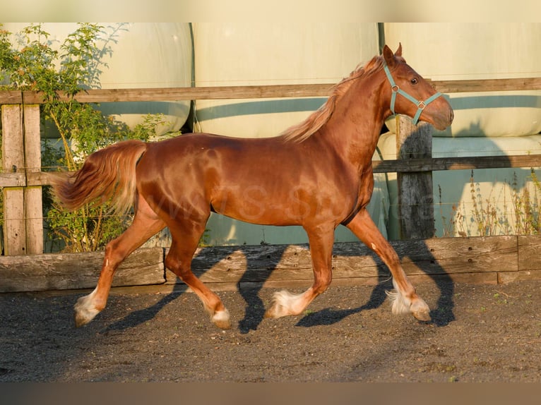 Welsh D (Cob) Gelding 5 years 14.2 hh Chestnut-Red in Meerbusch