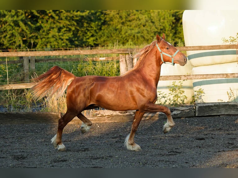 Welsh D (Cob) Gelding 5 years 14.2 hh Chestnut-Red in Meerbusch