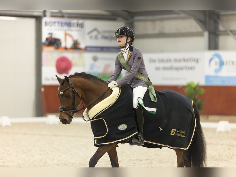 Welsh D (Cob) Gelding 5 years 14 hh Brown in Zwolle