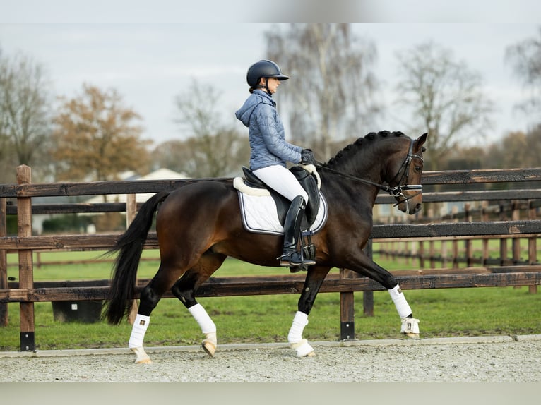 Welsh D (Cob) Gelding 5 years 14,1 hh Bay-Dark in Veghel