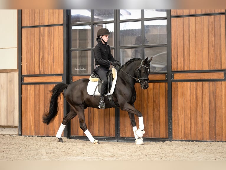 Welsh D (Cob) Gelding 5 years 14,1 hh Black in Oost West en Middelbeers