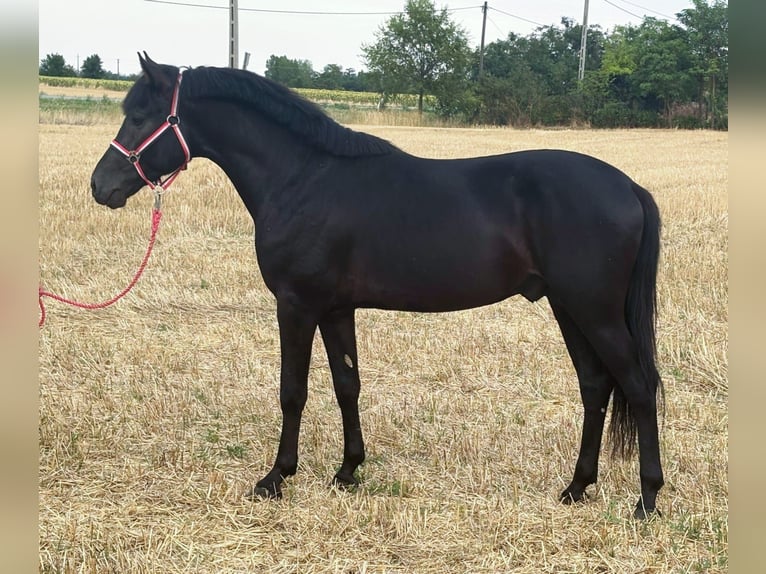 Welsh D (Cob) Gelding 5 years 14,1 hh Black in Murska Soboda