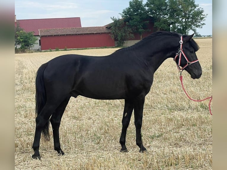 Welsh D (Cob) Gelding 5 years 14,1 hh Black in Murska Soboda