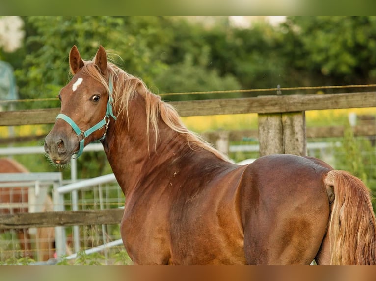 Welsh D (Cob) Gelding 5 years 14,2 hh Chestnut-Red in Meerbusch