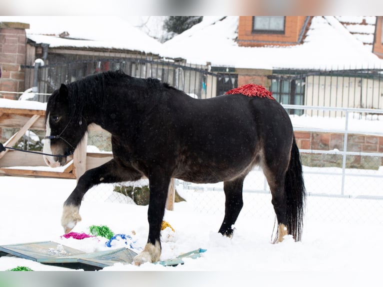 Welsh D (Cob) Gelding 5 years 14,2 hh Smoky-Black in Borken