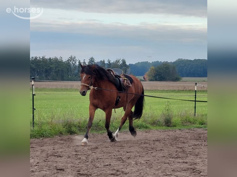 Welsh D (Cob) Gelding 5 years 15 hh Brown in Greven