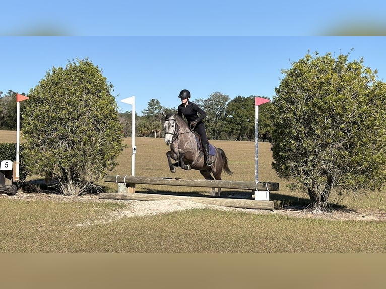 Welsh D (Cob) Mix Gelding 6 years 13.2 hh Grey in Ames