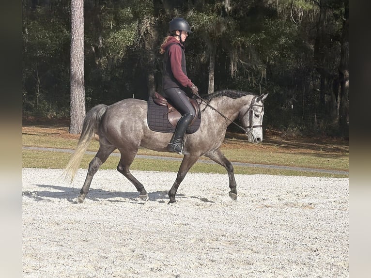 Welsh D (Cob) Mix Gelding 6 years 13.2 hh Grey in Ames