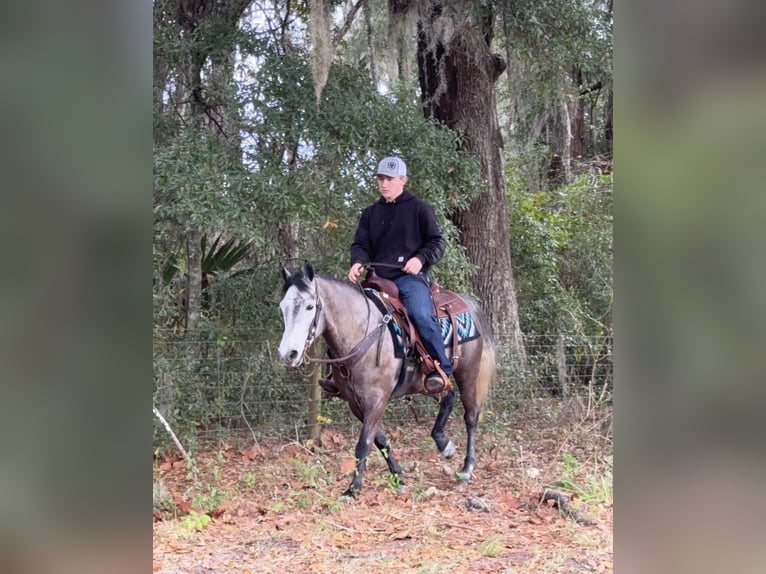 Welsh D (Cob) Mix Gelding 6 years 13.2 hh Grey in Ames