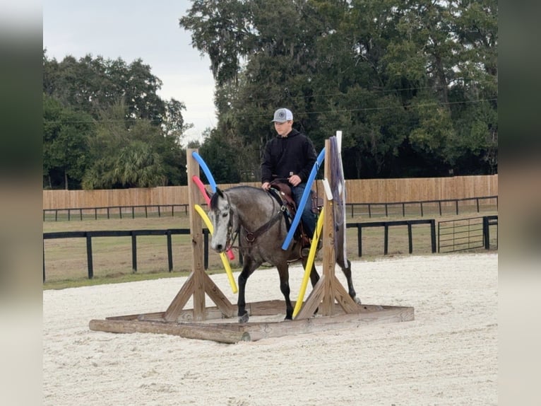 Welsh D (Cob) Mix Gelding 6 years 13,2 hh Grey in Ames