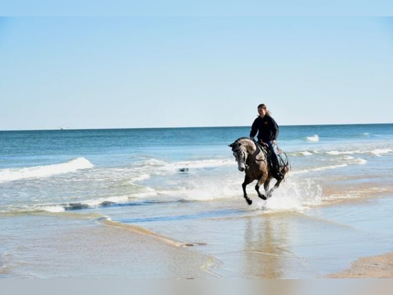 Welsh D (Cob) Mix Gelding 6 years 13,2 hh Grey in Ames