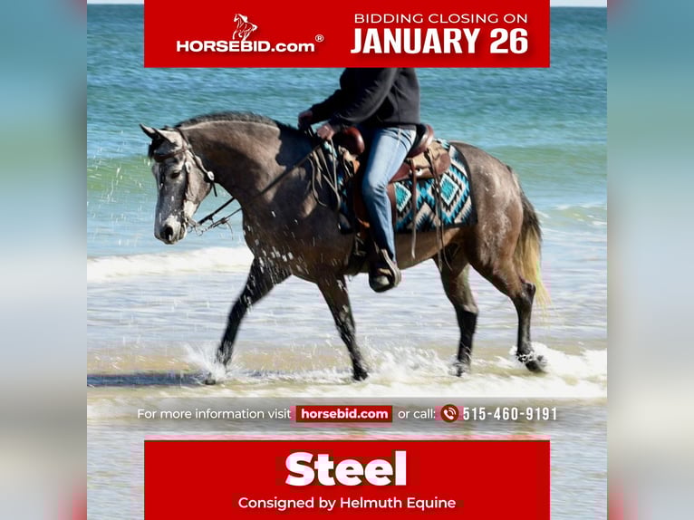 Welsh D (Cob) Mix Gelding 6 years 13,2 hh Grey in Ames