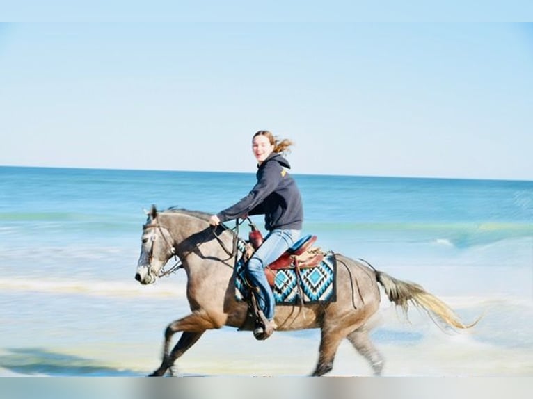 Welsh D (Cob) Mix Gelding 6 years 13,2 hh Grey in Ames