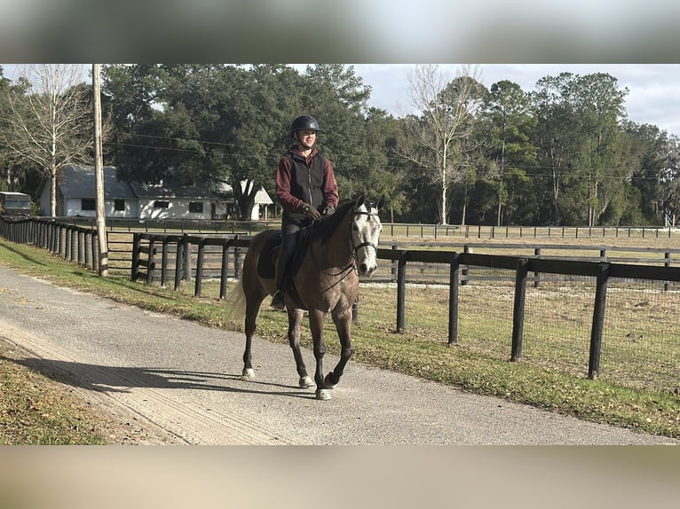 Welsh D (Cob) Mix Gelding 6 years 13,2 hh Grey in Ames
