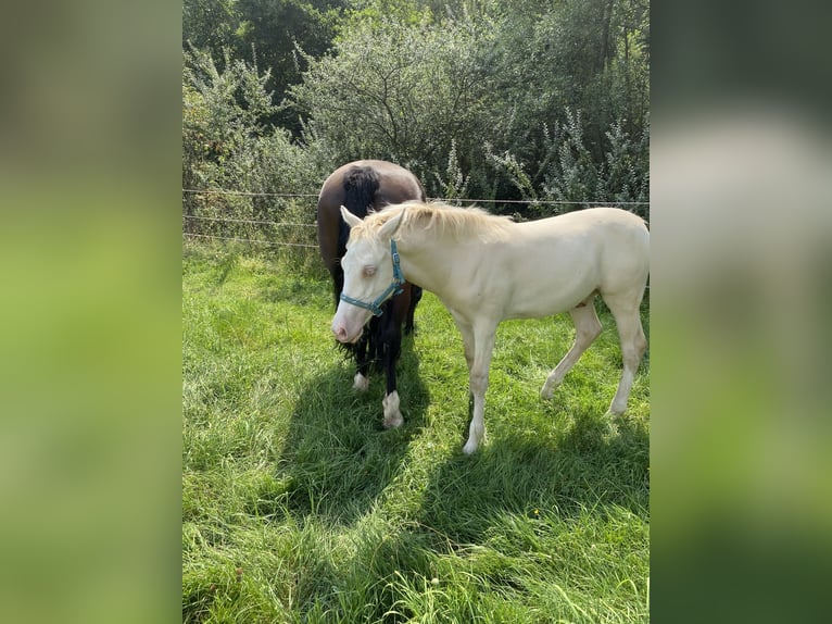 Welsh D (Cob) Gelding 6 years 14.1 hh Cremello in Butzbach