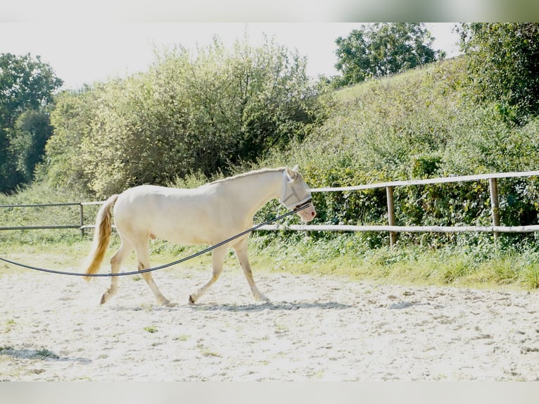 Welsh D (Cob) Gelding 6 years 14.1 hh Cremello in Butzbach