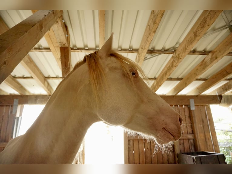 Welsh D (Cob) Gelding 6 years 14.1 hh Cremello in Butzbach