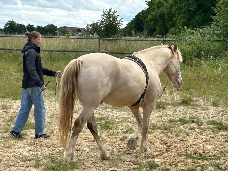 Welsh D (Cob) Gelding 6 years 14 hh Champagne in Butzbach