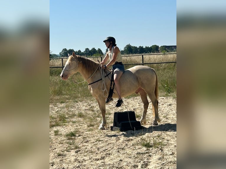 Welsh D (Cob) Gelding 6 years 14 hh Champagne in Butzbach