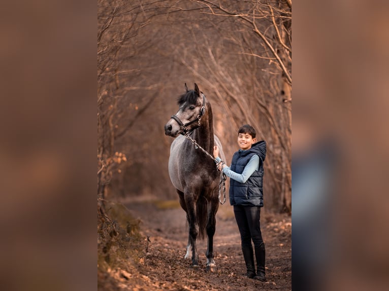 Welsh D (Cob) Gelding 6 years 14 hh Grey in Bergen op Zoom