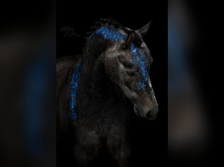 Welsh D (Cob) Gelding 6 years 14 hh Grey in Bergen op Zoom