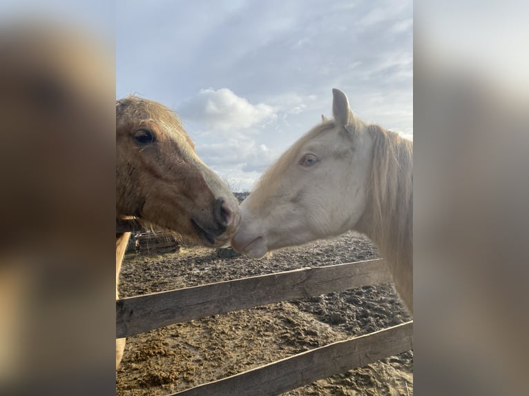 Welsh D (Cob) Gelding 6 years 14,1 hh Cremello in Butzbach