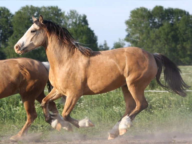 Welsh D (Cob) Gelding 6 years 14,1 hh Dun in Gelsenkirchen