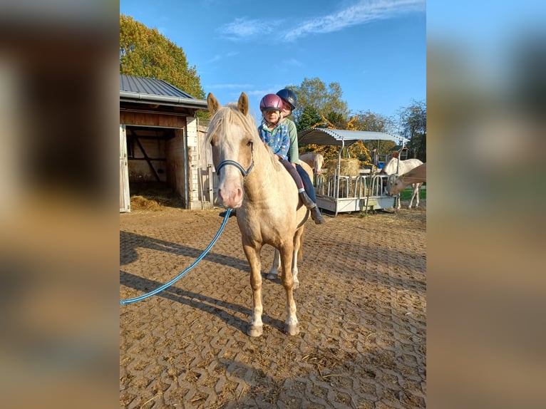 Welsh D (Cob) Gelding 6 years 14,1 hh Palomino in D&#xE4;nischenhagen