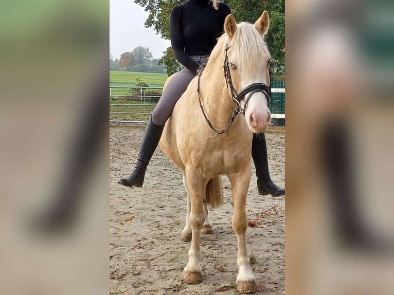 Welsh D (Cob) Gelding 6 years 14,1 hh Sabino in D&#xE4;nischenhagen