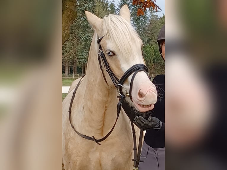 Welsh D (Cob) Gelding 6 years 14,1 hh Sabino in D&#xE4;nischenhagen