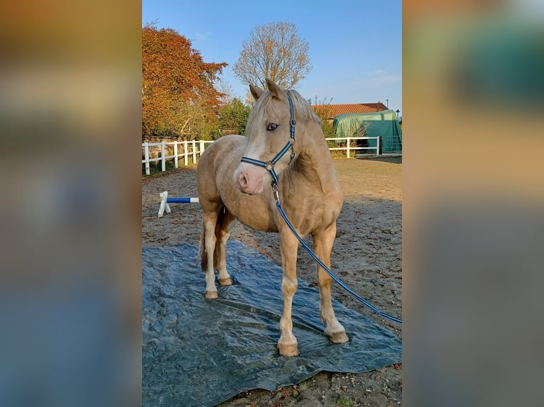 Welsh D (Cob) Gelding 6 years 14,1 hh Sabino in D&#xE4;nischenhagen