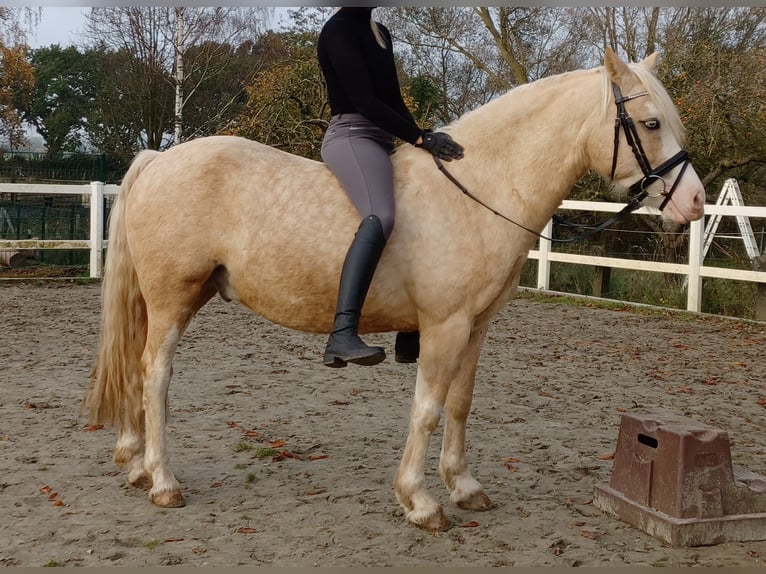Welsh D (Cob) Gelding 6 years 14,1 hh Sabino in D&#xE4;nischenhagen