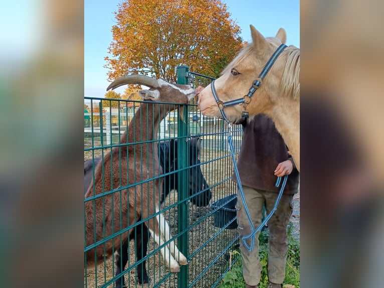 Welsh D (Cob) Gelding 6 years 14,1 hh Sabino in D&#xE4;nischenhagen