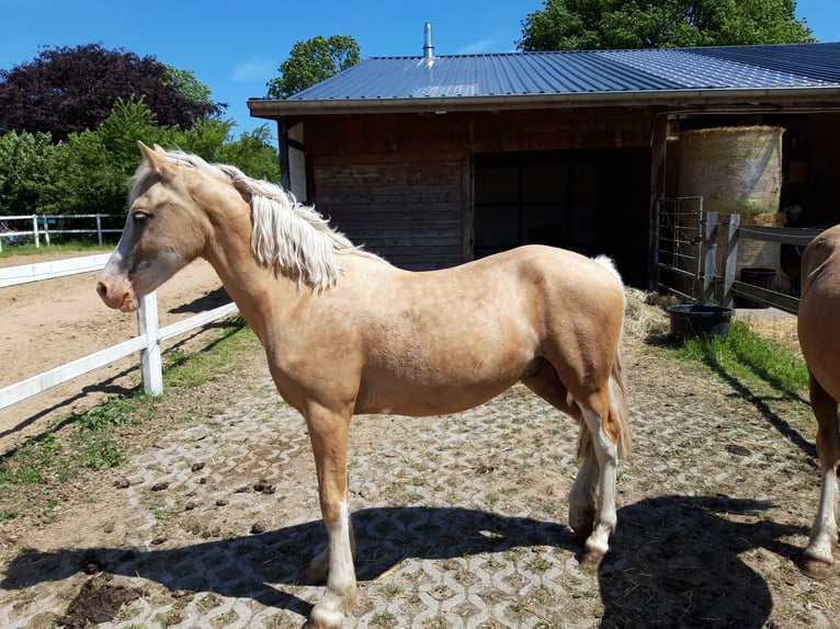 Welsh D (Cob) Gelding 6 years 14,1 hh Sabino in D&#xE4;nischenhagen