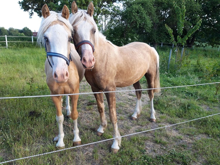 Welsh D (Cob) Gelding 6 years 14,1 hh Sabino in D&#xE4;nischenhagen
