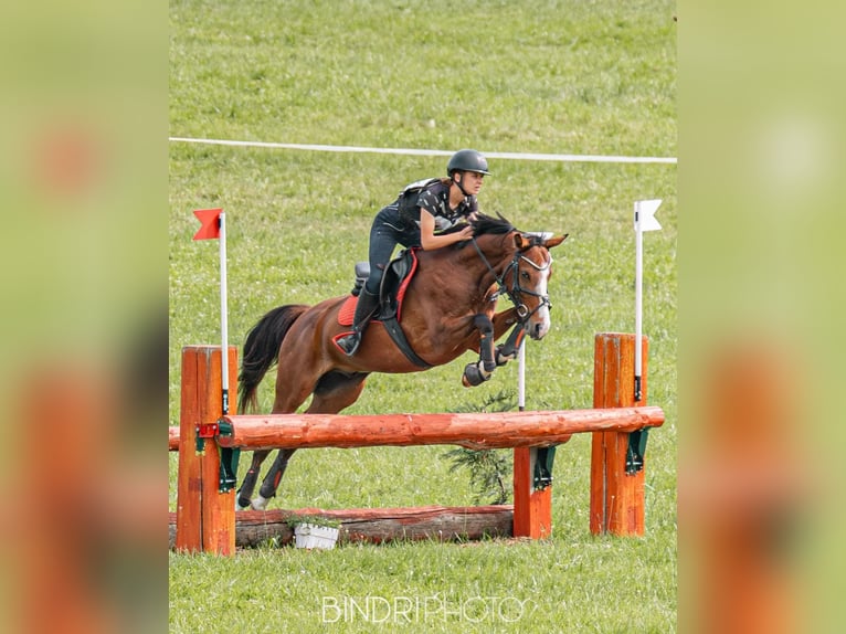 Welsh D (Cob) Gelding 6 years 14,2 hh Bay in Veszpr&#xE9;mfajsz