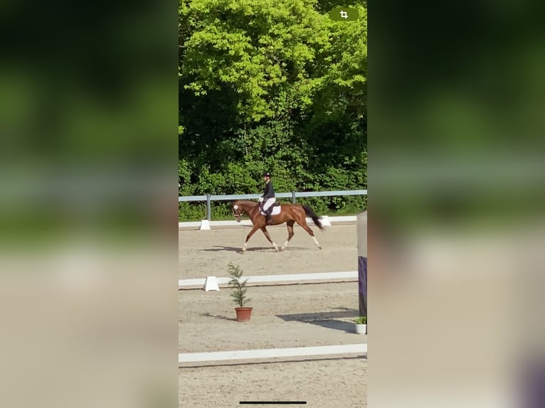 Welsh D (Cob) Gelding 6 years 14,2 hh Bay in Veszpr&#xE9;mfajsz