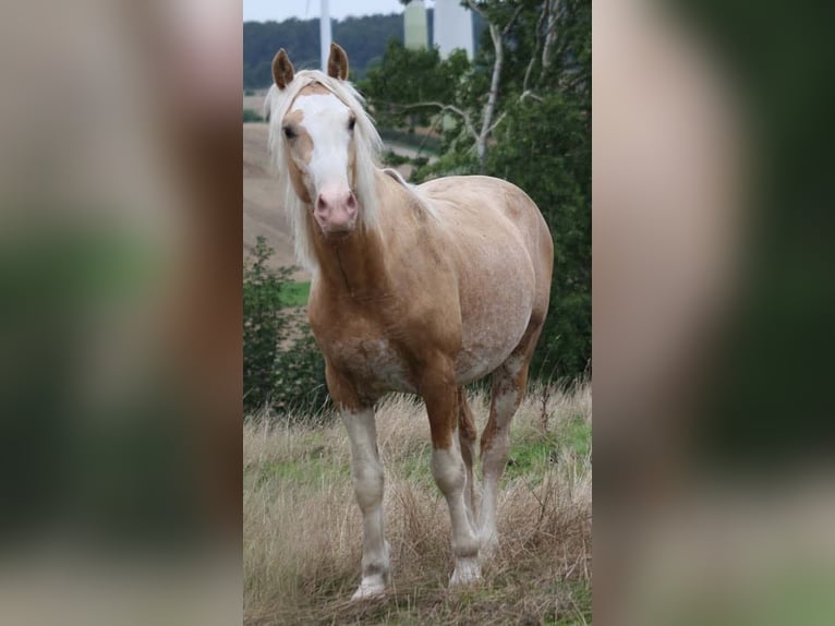 Welsh D (Cob) Gelding 6 years 15 hh in Th&#xFC;mmlitzwalde