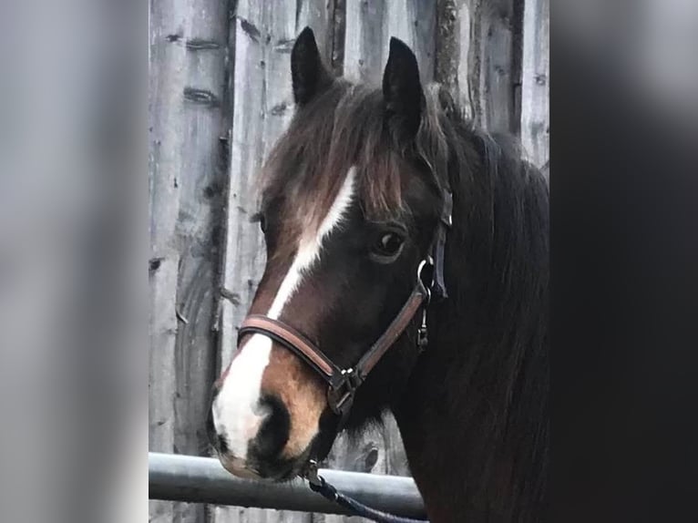 Welsh D (Cob) Gelding 6 years in Rheinbach